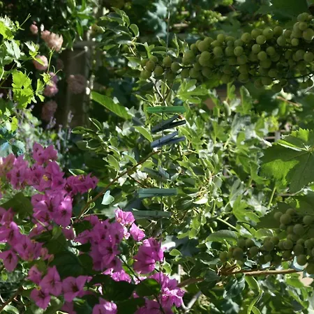 Apartments With Parking Space Rogoznica - 4218 Rogoznica (Sibenik-Knin)